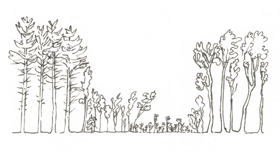 Picture yourself walking through this forest. At ground level, you’ll notice the horizontal diversity as you move in and out of open woods and thickets.